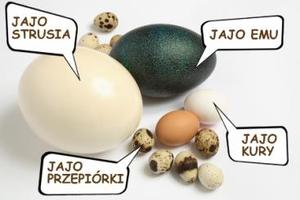 rodzaje jajek [300x200]