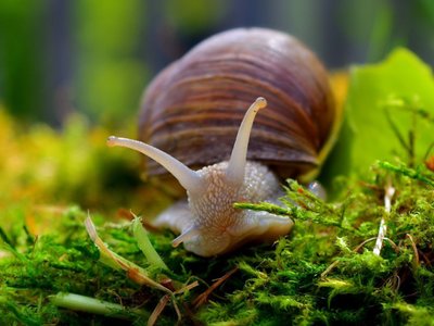 slimakjpg [400x300]