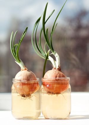 szczypior [300x420]
