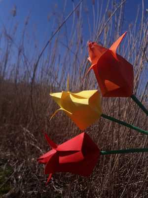 tulipan