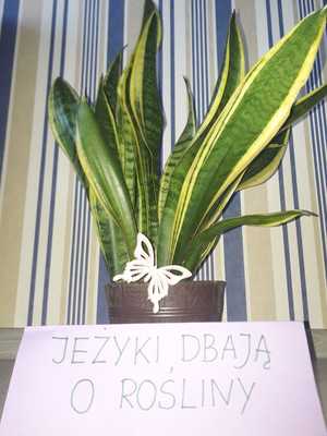 Jeżyki dbają o rośliny