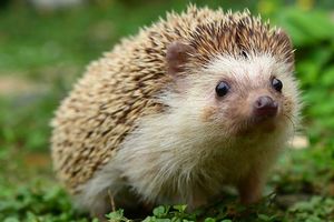 jeż [300x200]