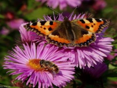 kwiat_i_motyl4jpg [400x300]