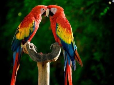 papugijpg [400x300]