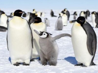 pingwinyjpg [400x300]