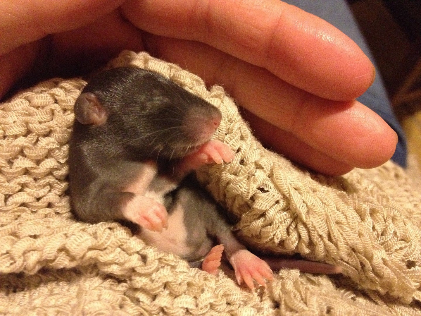 Tutaj powinien być opis obrazka