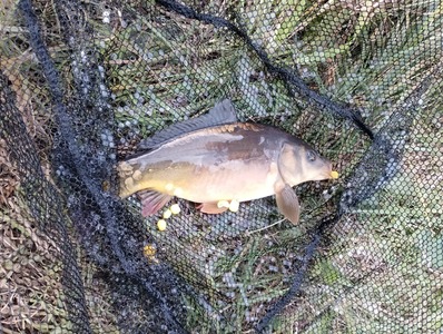 karp1jpg [398x300]