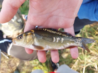 karp4jpg [400x300]