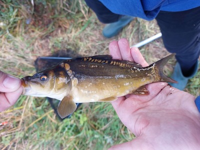 karp5jpg [400x300]