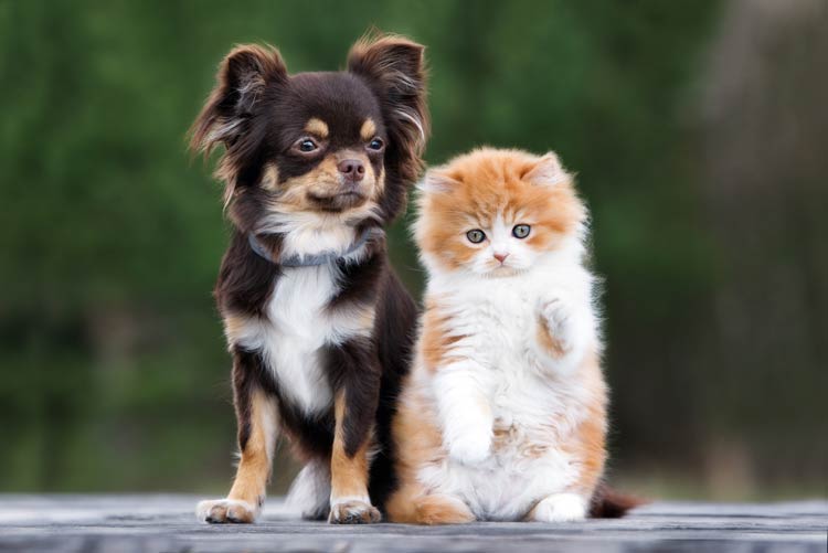 Tutaj powinien być opis obrazka