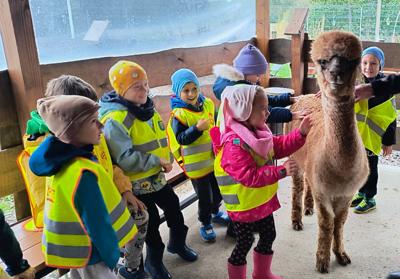 Grupa Pszczółki - wycieczka do Alpaca Parku