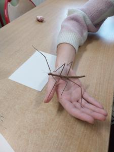 patyczak na dłoni uczennicy 