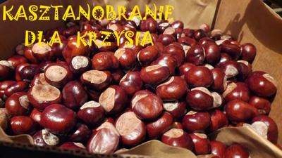 Kasztanobranie