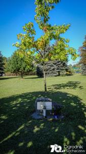 Rozpoczęcie uroczystości