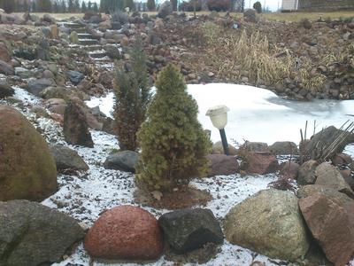 Zdjęcie A. 
Mój zimowy ogród.