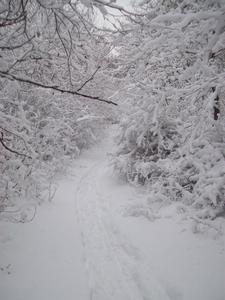Zdjęcie B.
Ścieżka do jeziora
A za zakrętem... kolejny zakręt.
Zakręt ścieżki prowadzącej nad jezioro Dębiniec