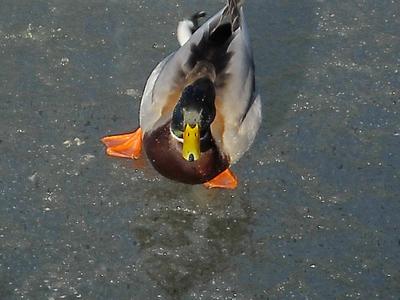 Zdjęcie C.
Jak fajnie byłoby mieć łyżwy!