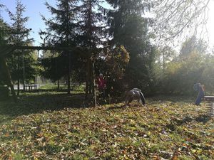 img_20171017_143836jpg [300x225]