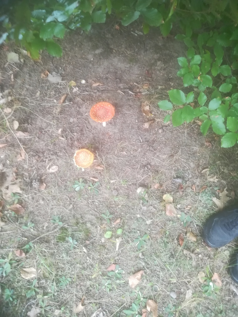 Tutaj powinien być opis obrazka