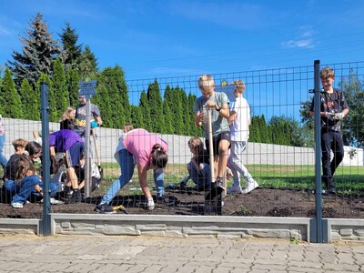 Uczniowie sadzący żonkile przed budynkiem szkoły.