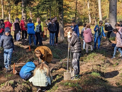 Uczniowie klas piątych sadzą cisy.