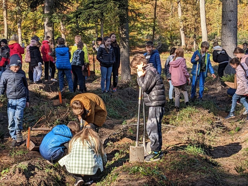 Uczniowie klas piątych sadzą cisy.