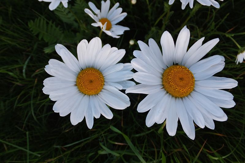 Tutaj powinien być opis obrazka