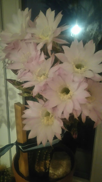 Kaktus z gatunku Echinopsis z niego pochodzą rośliny które biorą udział w innowacji [342x608]