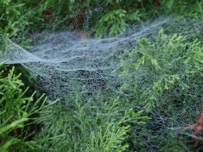 WIOSENNA PAJĘCZYNA, Adrianna Dettlaff