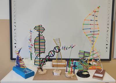 Modele DNA wykonane przez uczniów