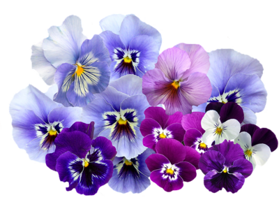 pansy2354488_640.png[small]