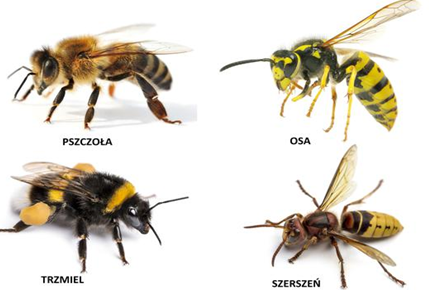 przechwytywaniepng [435x294]