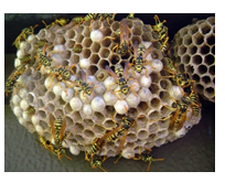 przechwytywanie_2png [204x165]