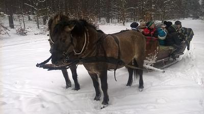 Kuba i Huzar - koniki polskie o małym wzroście ale wielkim sercu.
