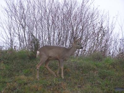 Pińczowskie sarenki