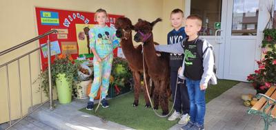 Światowy Dzień Zwierząt z alpakami Alpacze - Rzeszowskie Alpaki