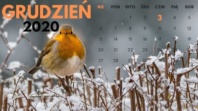 312_kalendarzjpg [400x225]