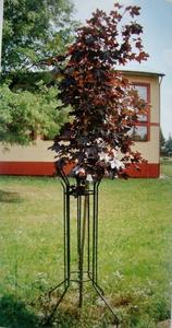 Klon Papieski w dniu posadzenia (18 maja 2005 r.)