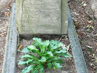 Dawniej na mogiłach rosły konwalie, fiołki - może warto znowu je posadzić.. Funkie też dobrze wyglądają...