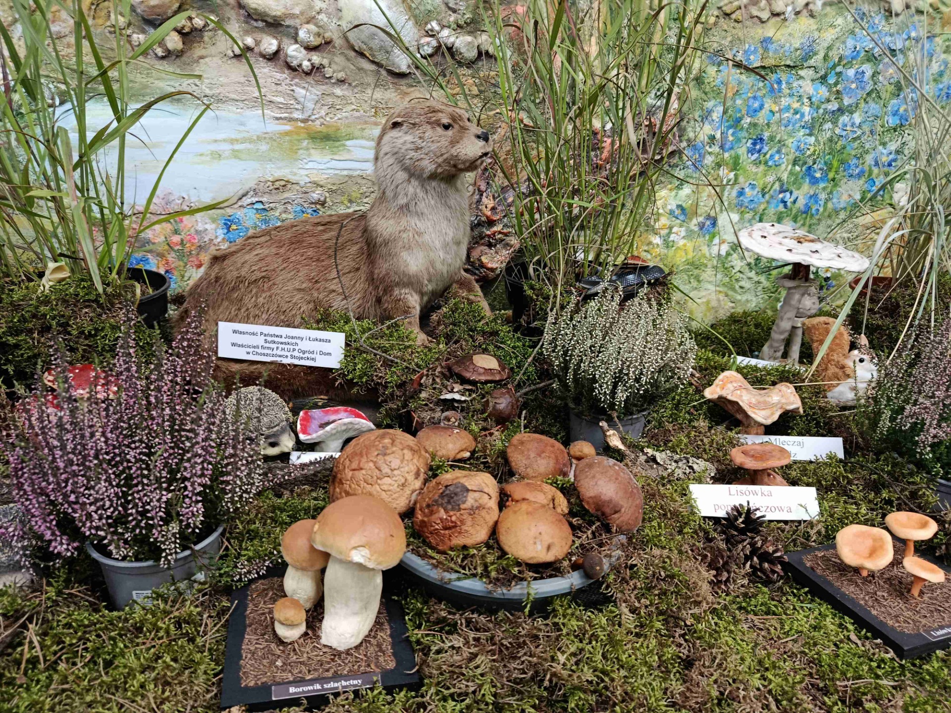 Wystawa grzybów w Przedszkolu Miejskim Nr 3